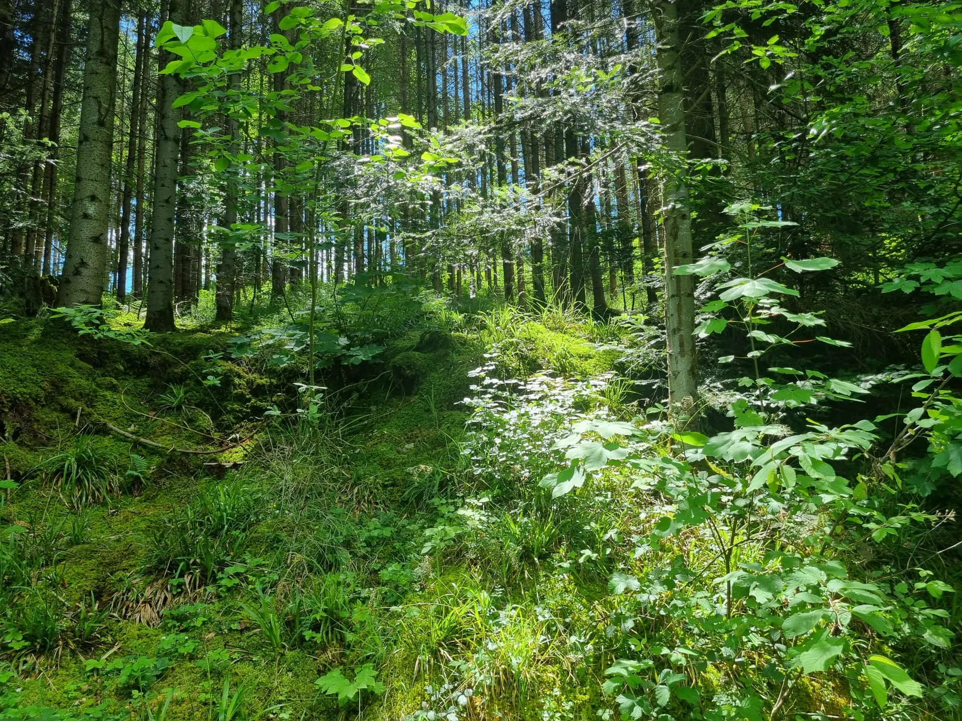 © Karl König