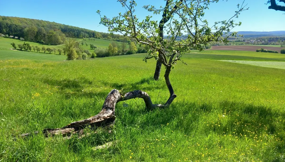 © Karl König
