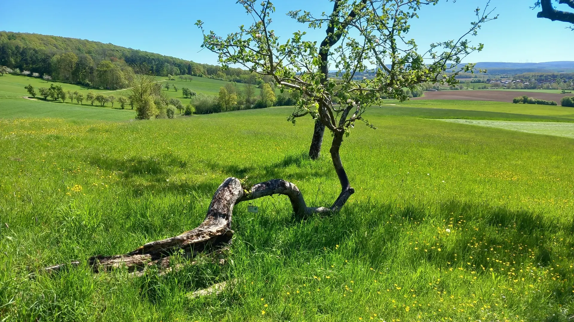 © Karl König