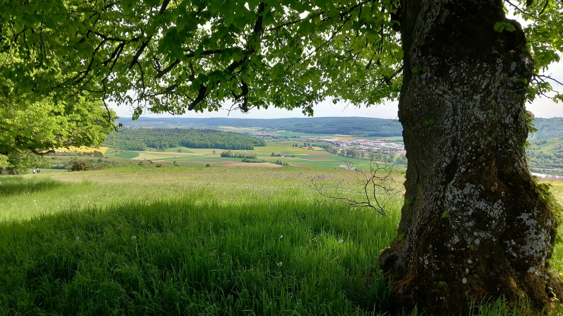 © Karl König